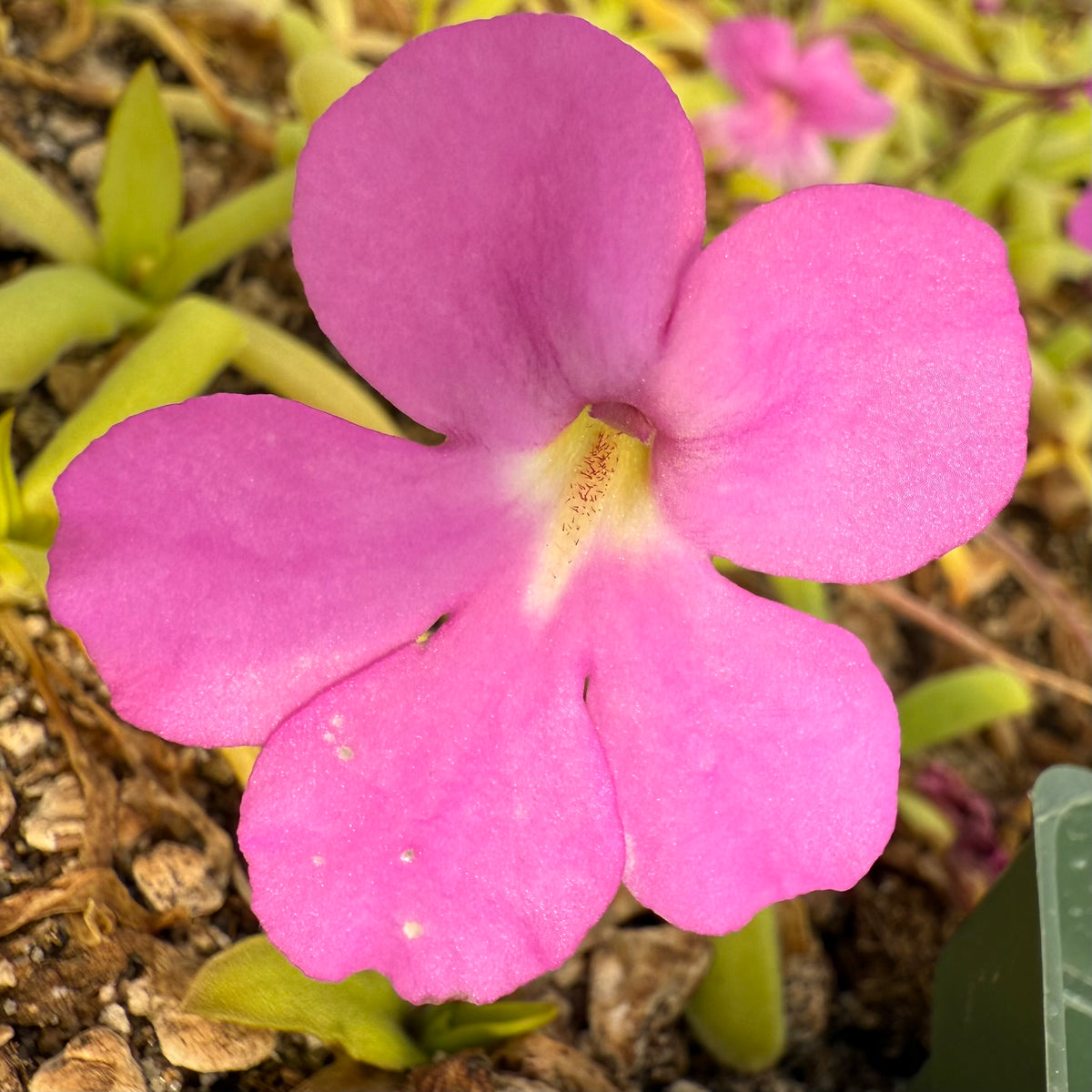 Close-up of a pink flower with a blurred background