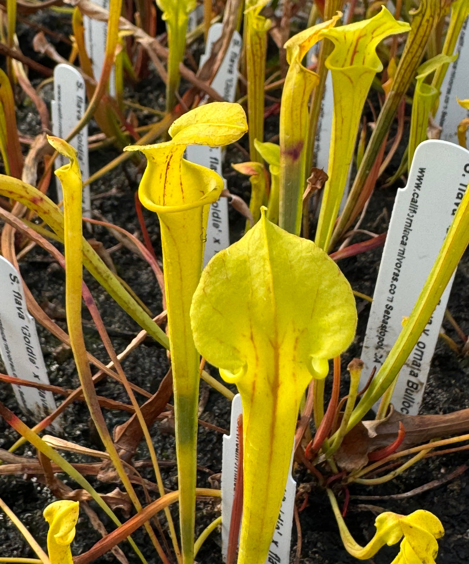 Sarracenia flava ‘Goldie’ x flava var ornata “Bulloch Co” Potted