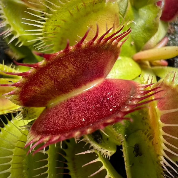 Dionaea Centurion