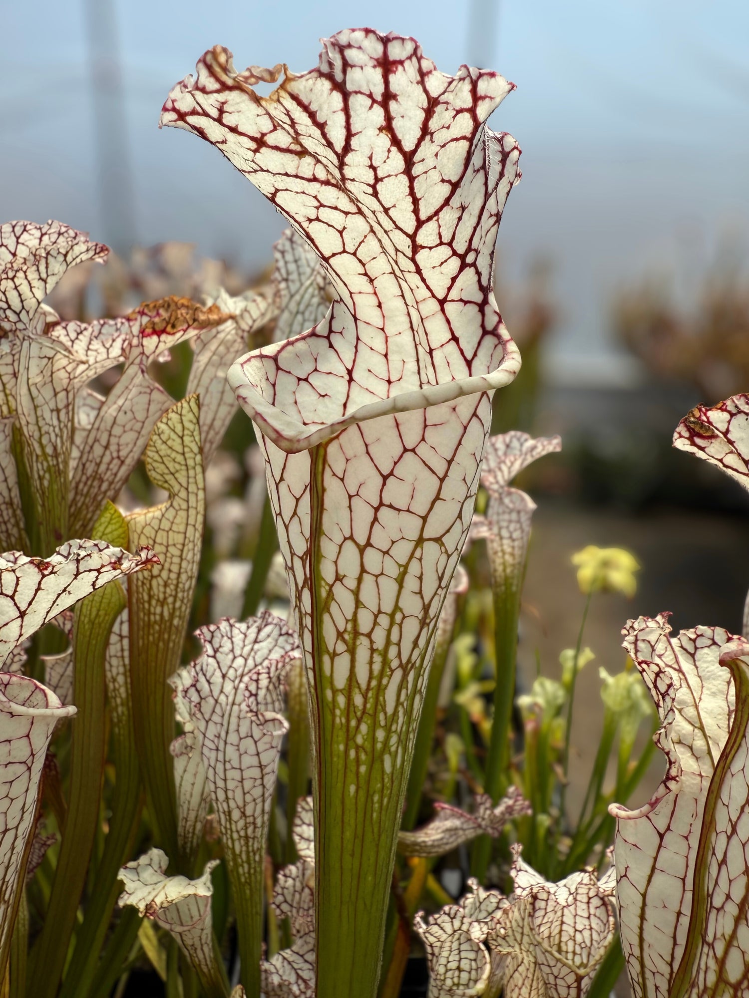 Sarracenia leucophylla “White Wedding” Potted