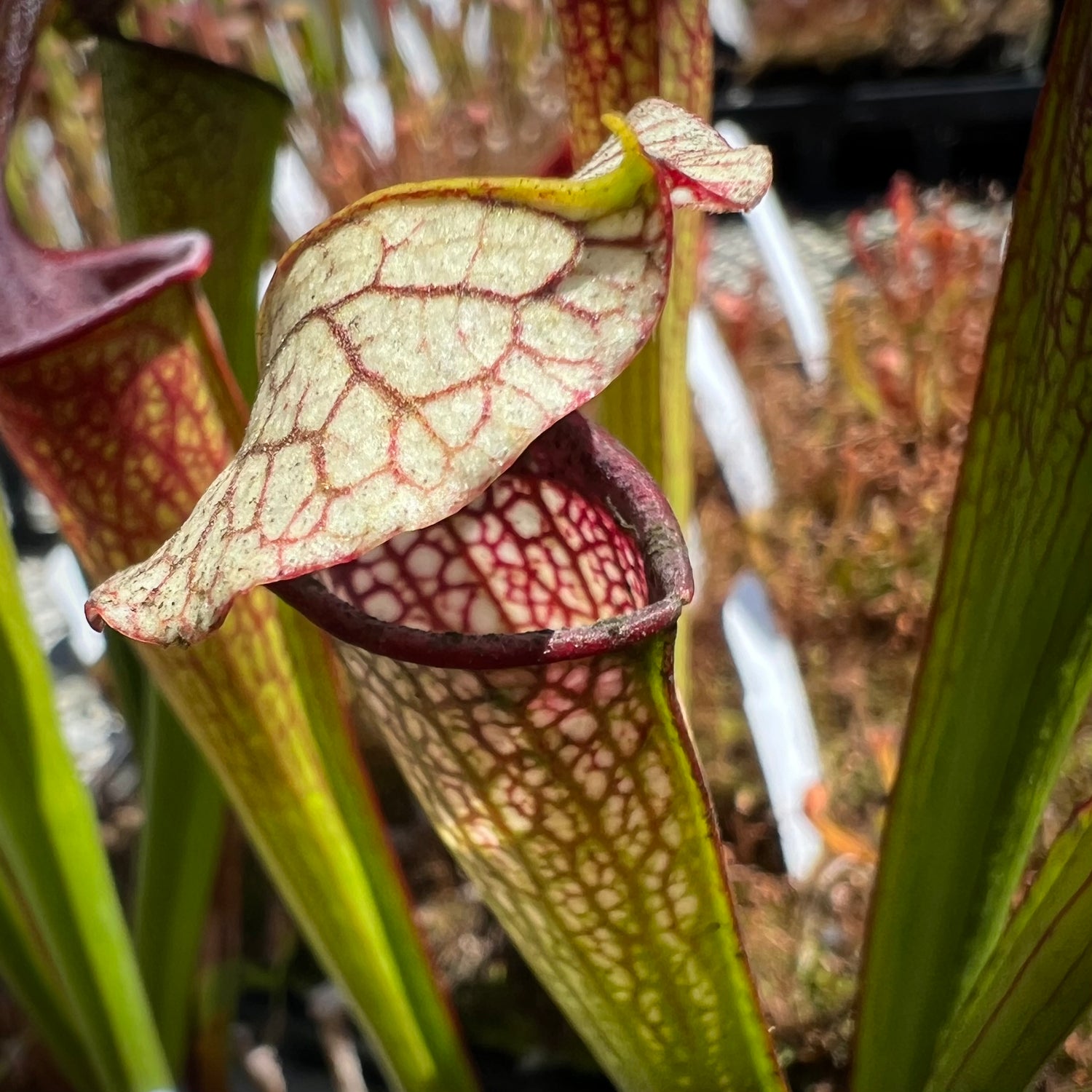 Sarracenia ( x 'Leah Wilkerson' ) x ( x 'Deep Throat' ) Potted