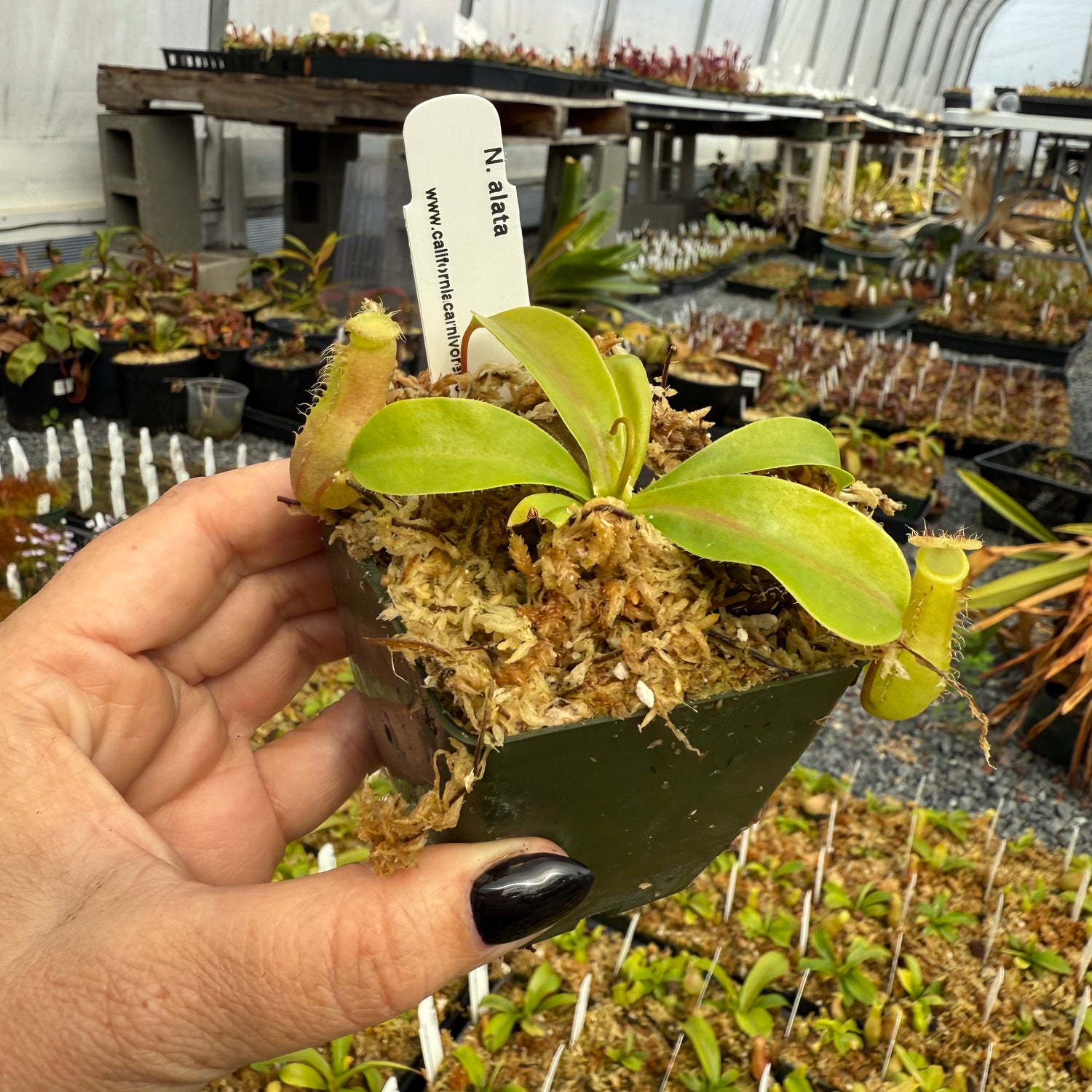 Nepenthes alata Potted