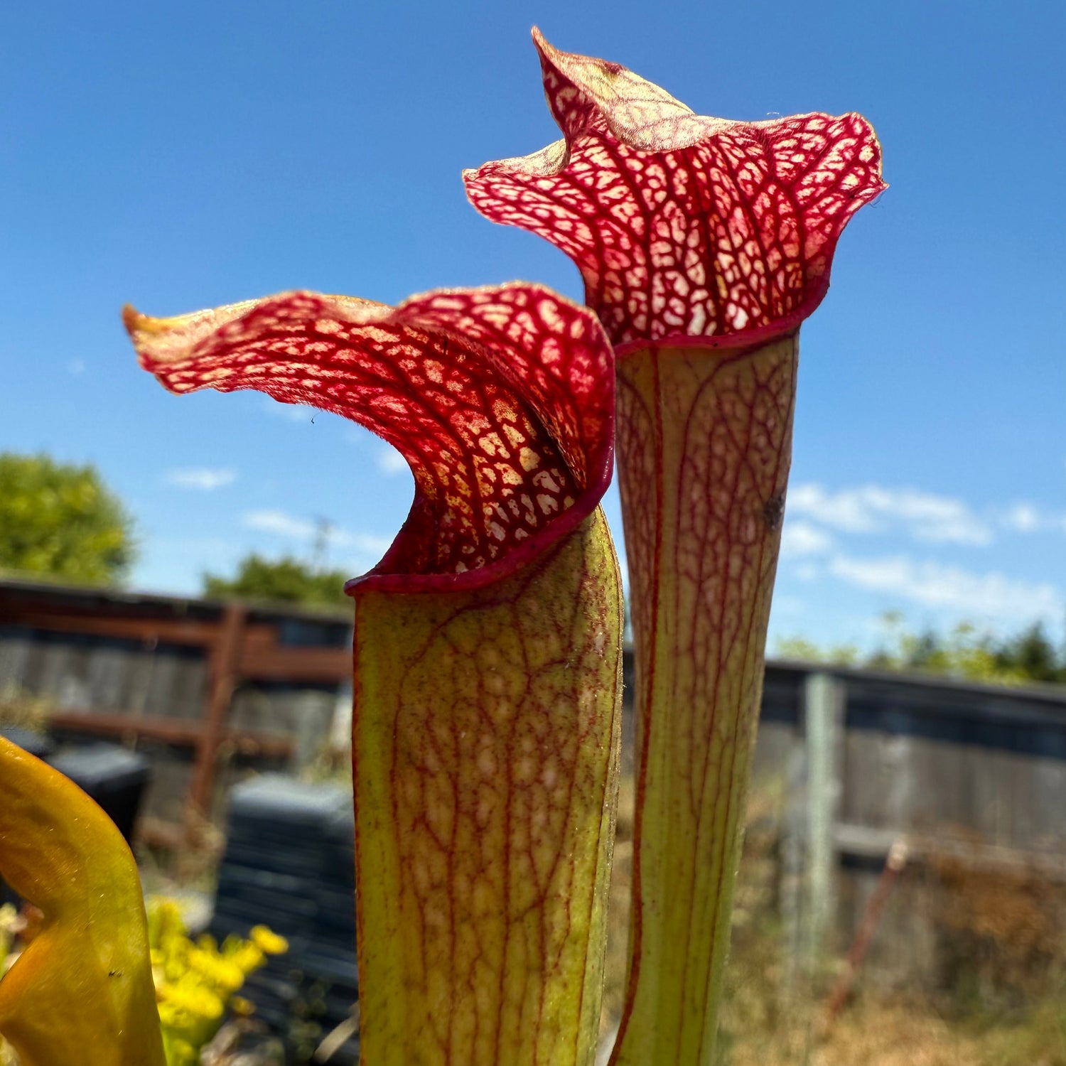 Sarracenia ( readii selfed x leucophylla ‘Schnell’s Ghost’ ) x minor ‘Giant’ Potted