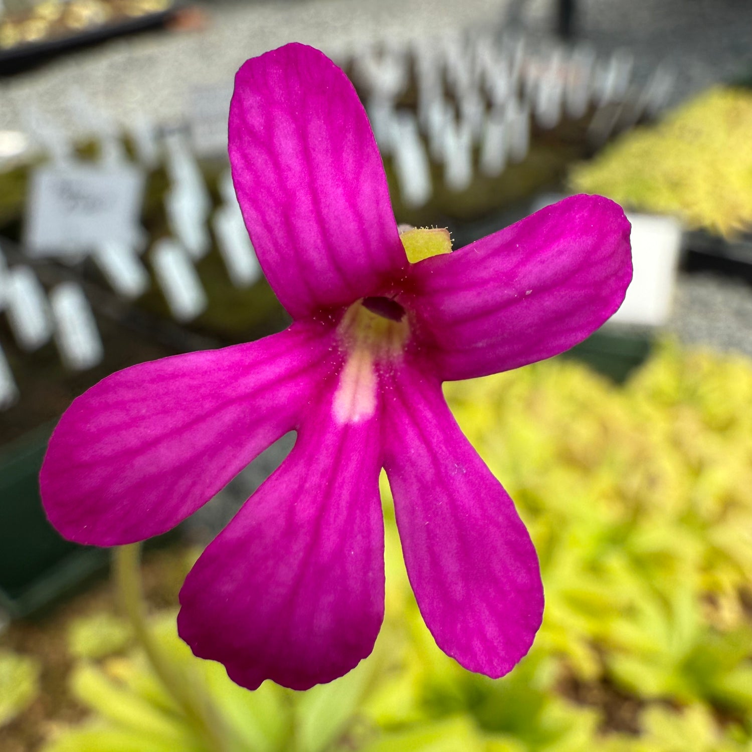 Pinguicula x “Rigel” BARE ROOT