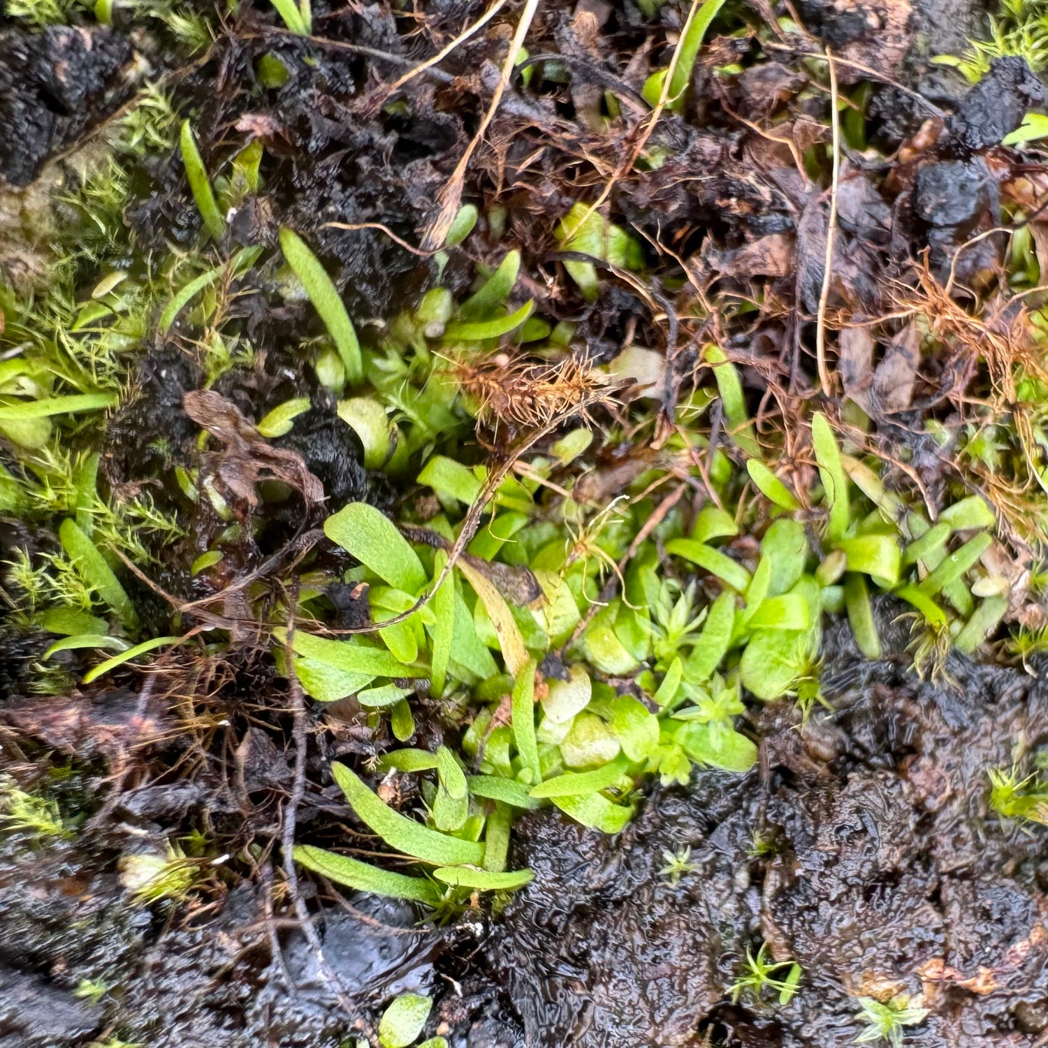 Utricularia sandersonii Potted