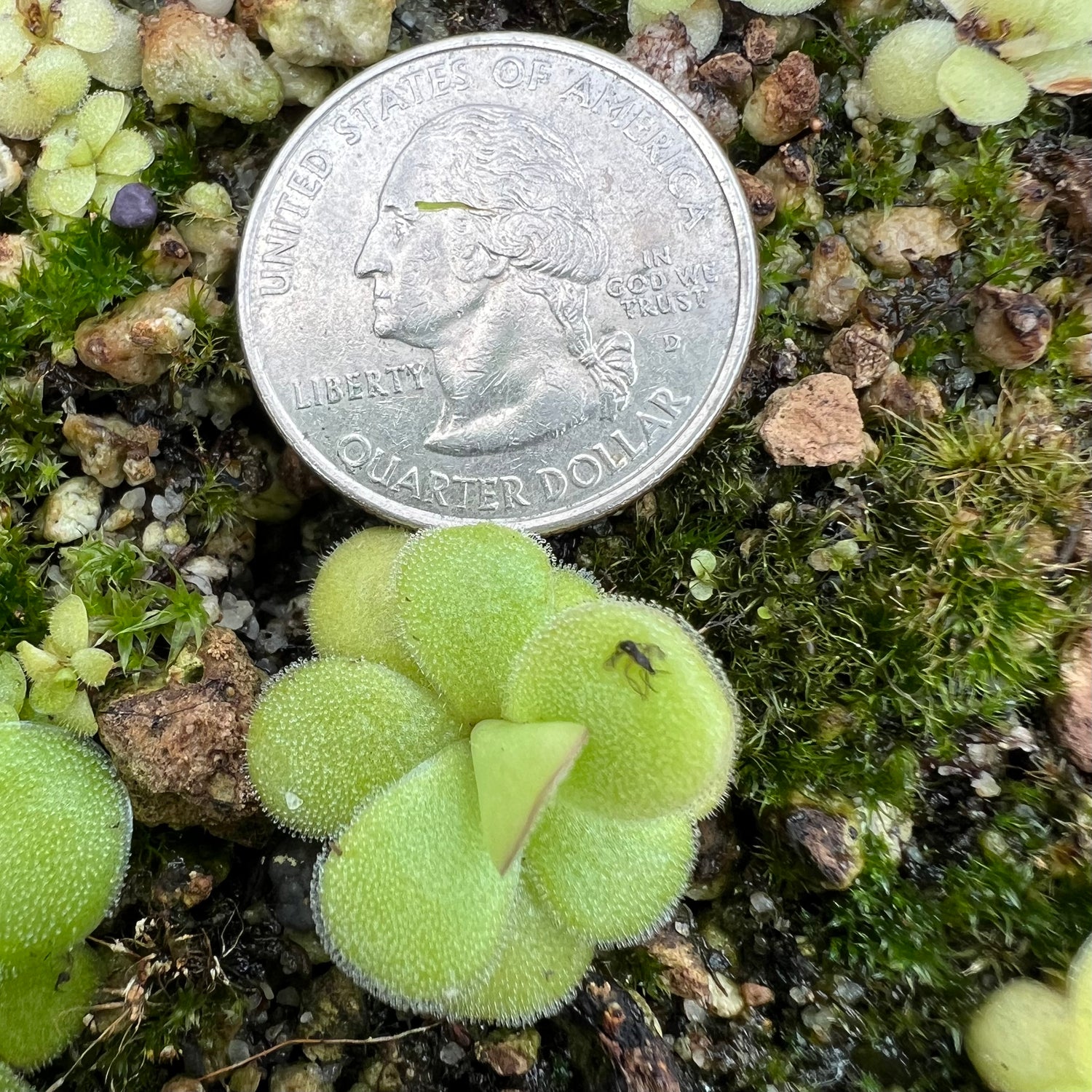 Pinguicula agnata “red leaf” x “El Lobo” BARE ROOT