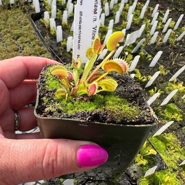 Dionaea wine mouth