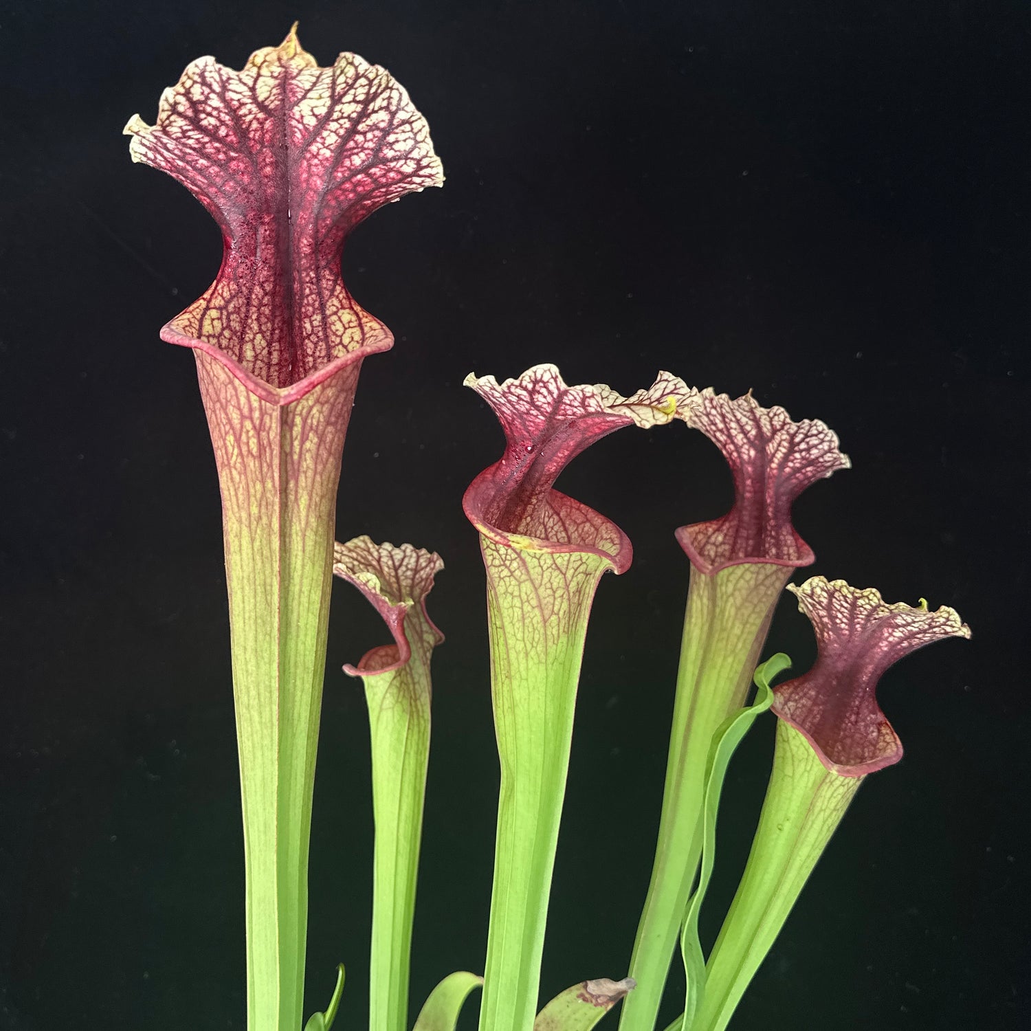 Sarracenia x moorei “MPF-1" DG Potted