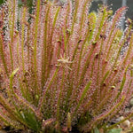 Drosera hybrida sundew