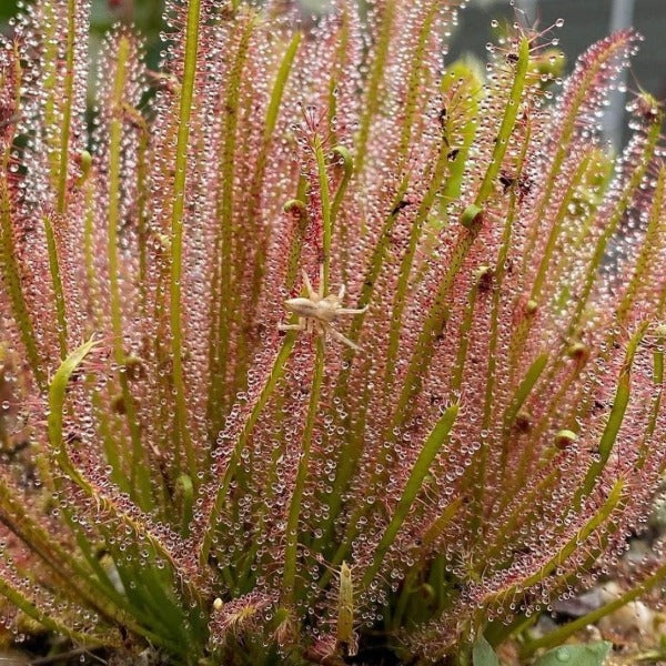 Drosera hybrida sundew