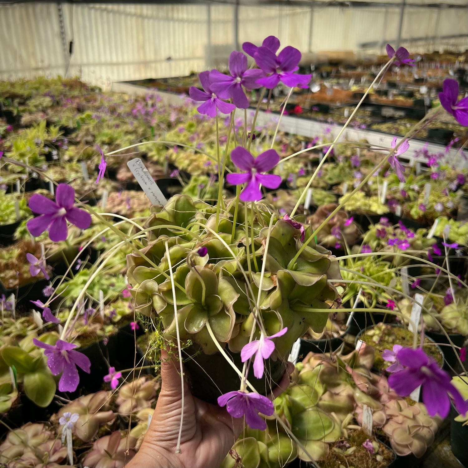 Pinguicula moranensis x ( moranensis x cyclosecta ) BARE ROOT