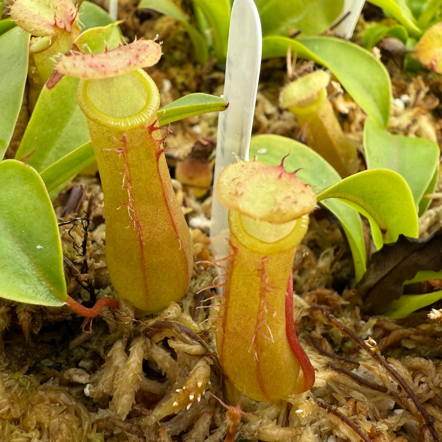 Nepenthes alata Potted