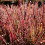 Drosera filiformis sundew