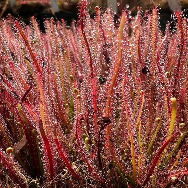 Drosera filiformis sundew