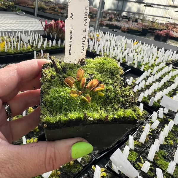 Dionaea Carboni Ardenti