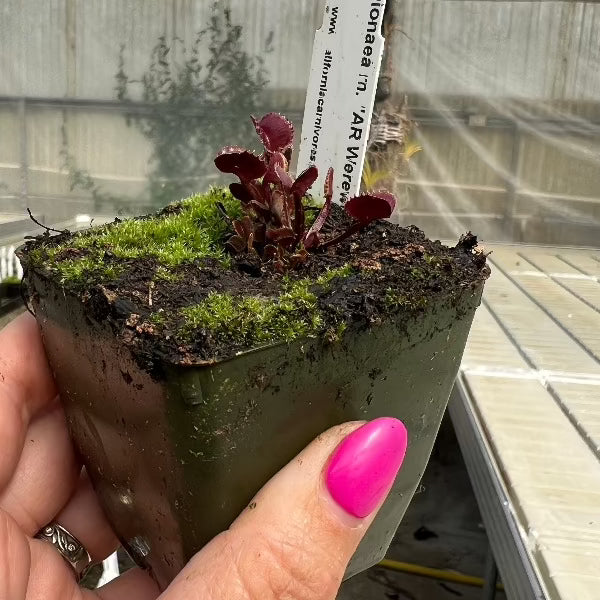 Dionaea AR Werewolf