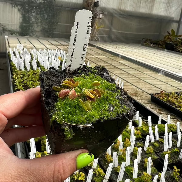 Dionaea Red Moon Trap
