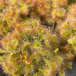 Drosera tokaiensis sundew
