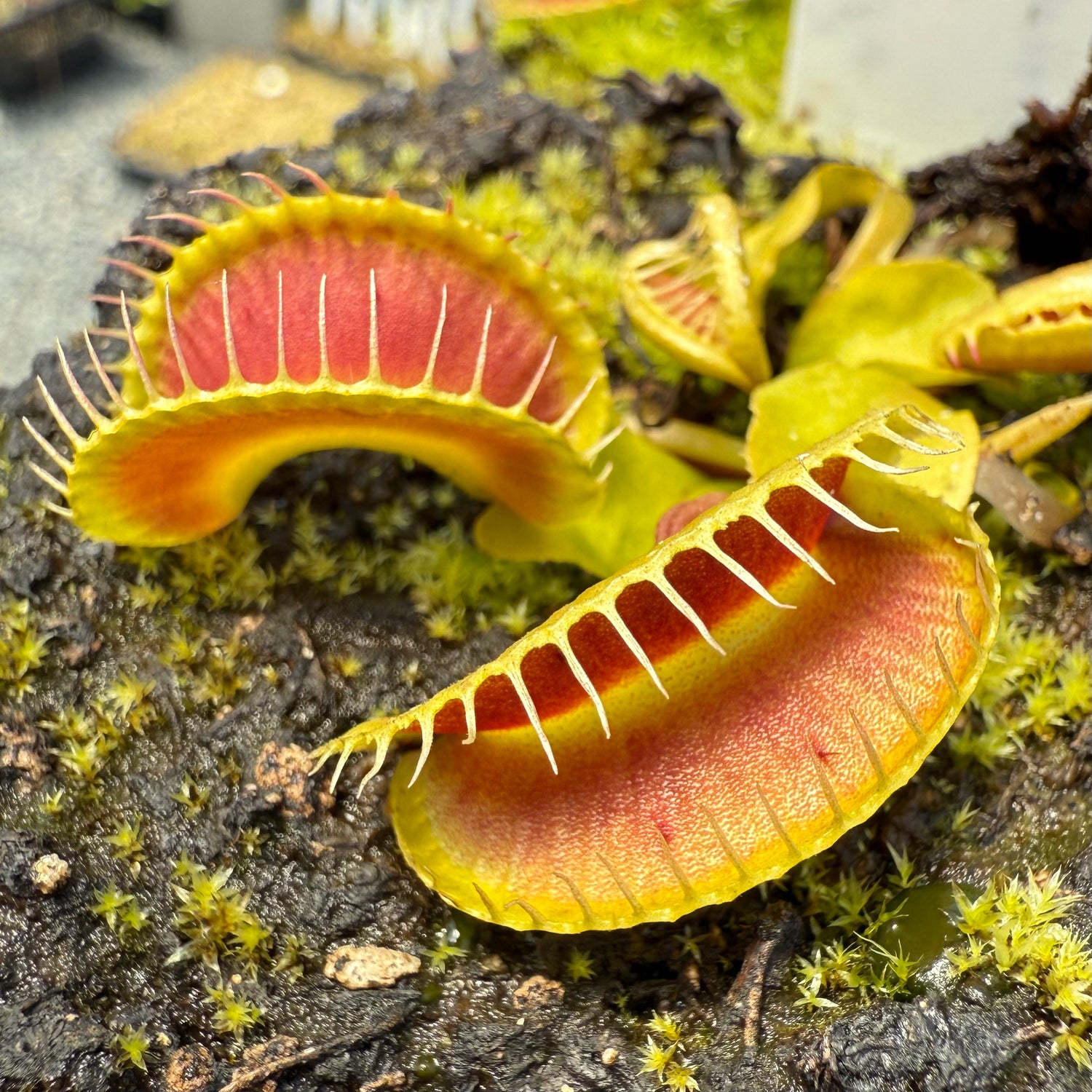 Dionaea m. ‘Jaws Smiley’ JH Potted