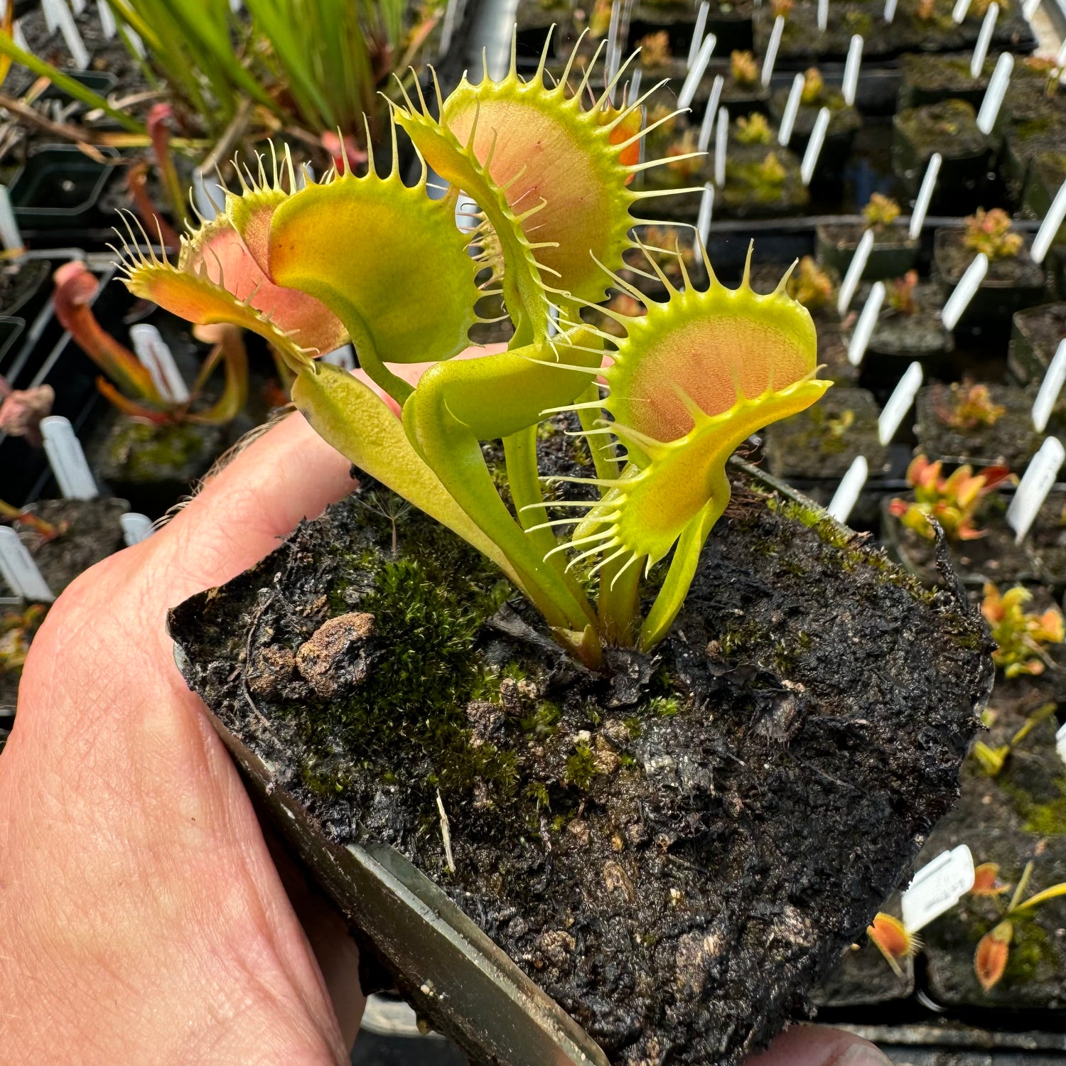 Dionaea m. “GJ Giant Form” Potted