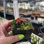Dionaea archangel