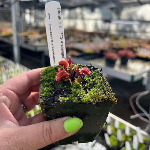 Dionaea archangel