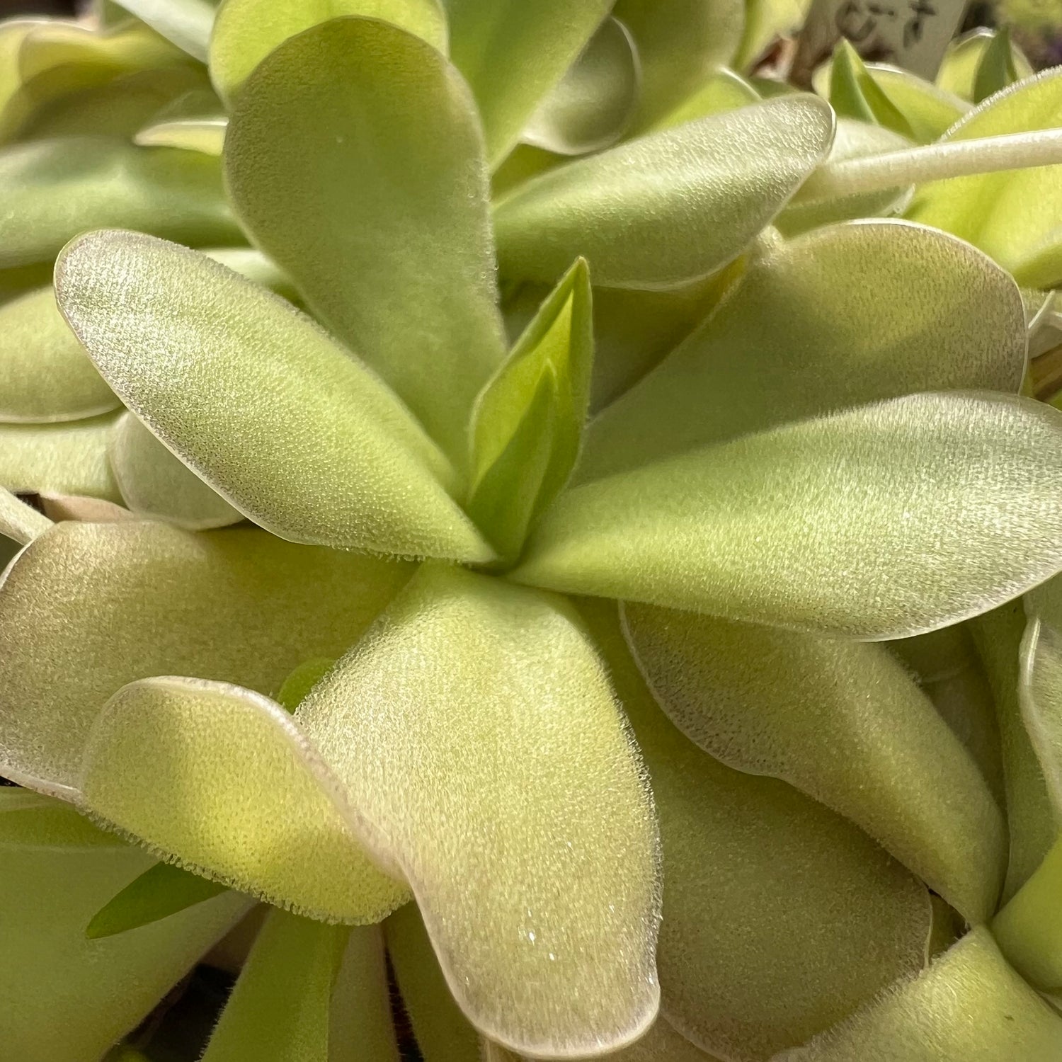 Pinguicula cyclosecta x gigantea BARE ROOT