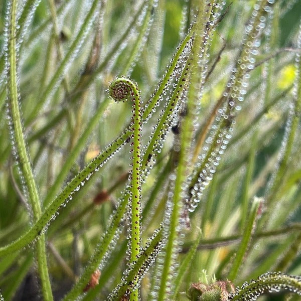 Drosophyllum lusitanicum