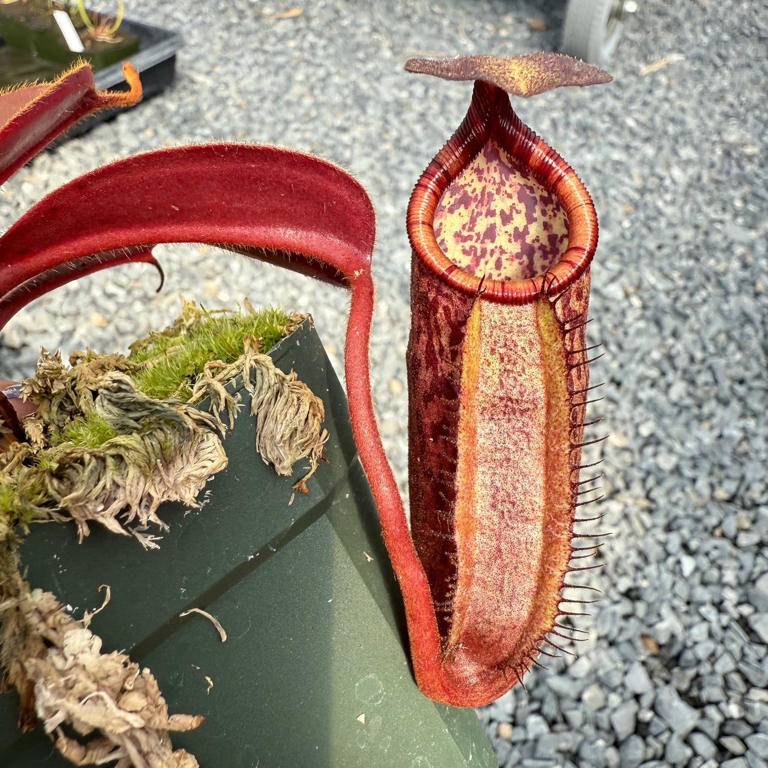 Nepenthes peltata x ephippiata Potted