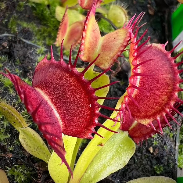 Dionaea GC Diablo