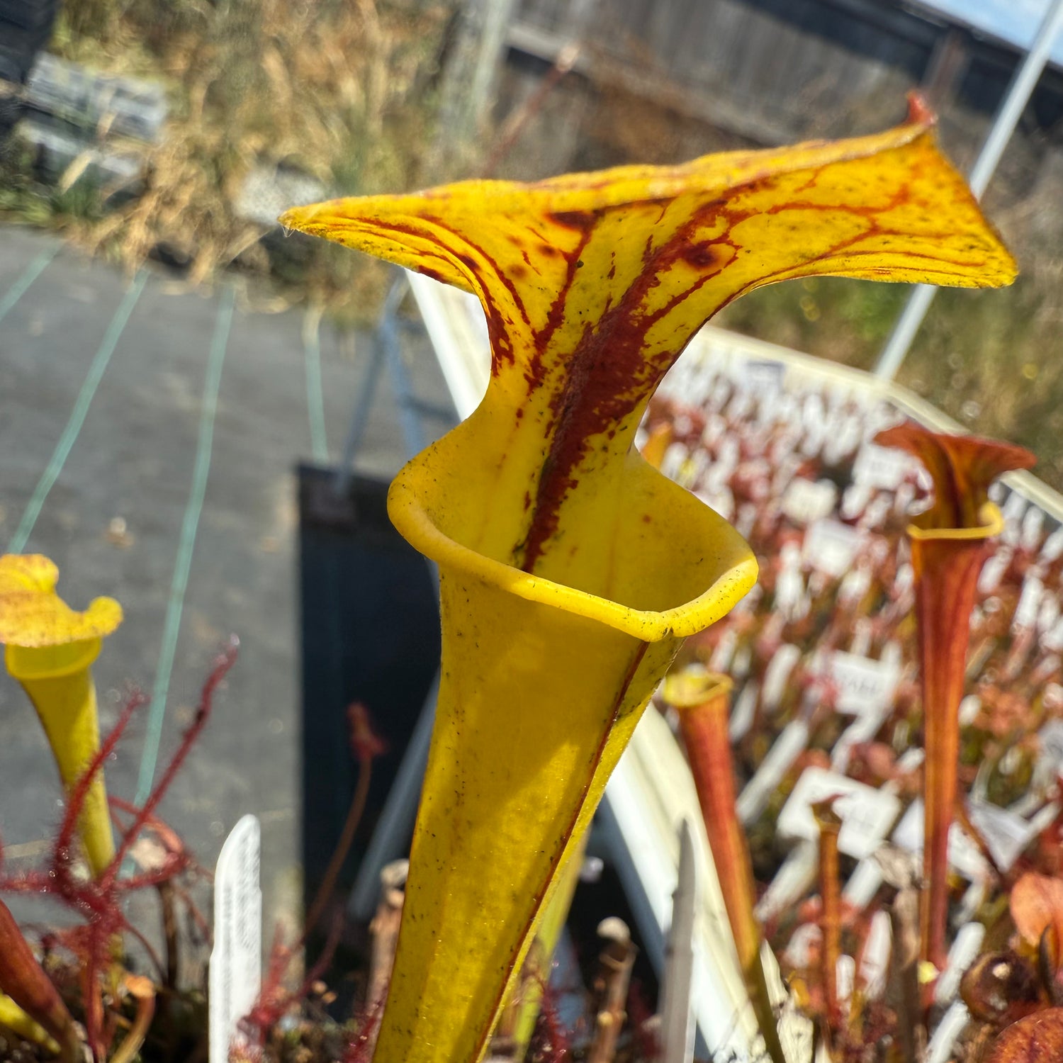 Sarracenia flava v. cuprea “Bill Hoyer” x flava v. rugelii ‘Bob Hanrahan’ Potted