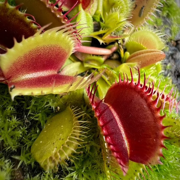 Dionaea Jumbo