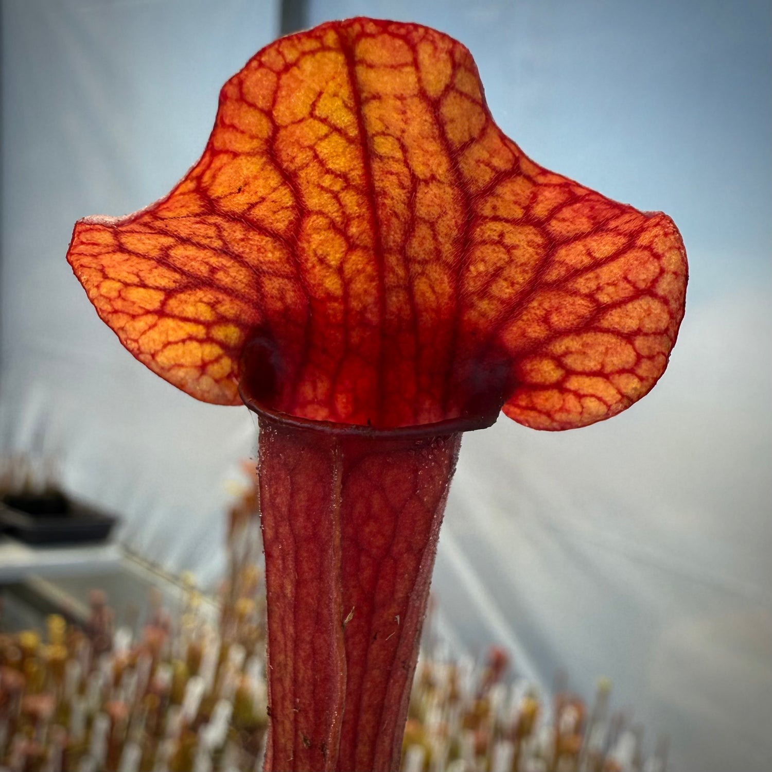 Sarracenia flava cuprea ‘Bill Hoyer’ x ( purpurea v. burkii ‘Mama Cass’ x purpurea v. burkii “typical” Potted