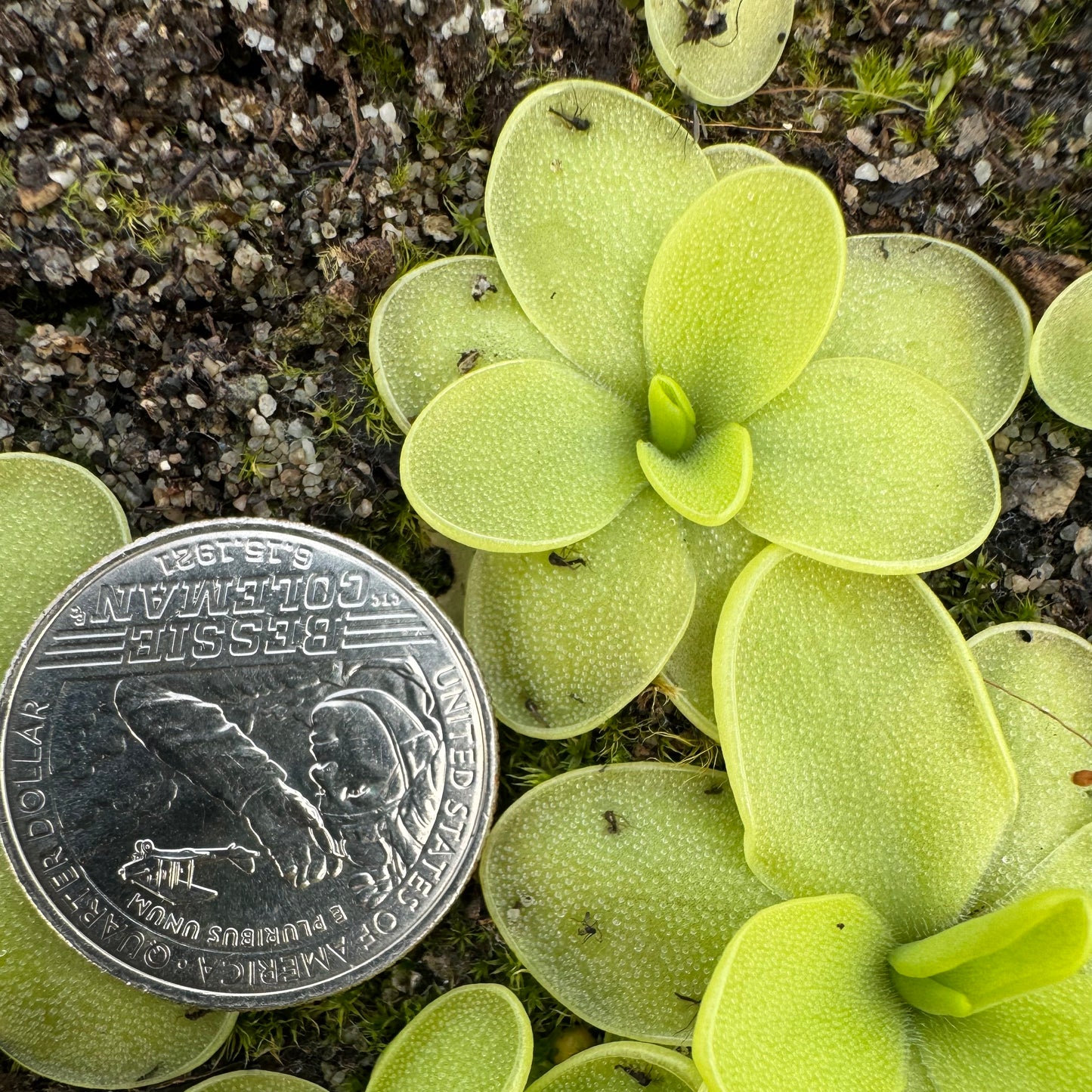 Pinguicula "BCP Golden Eye" BARE ROOT