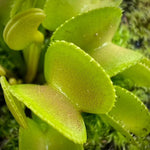 Dionaea Hypatia