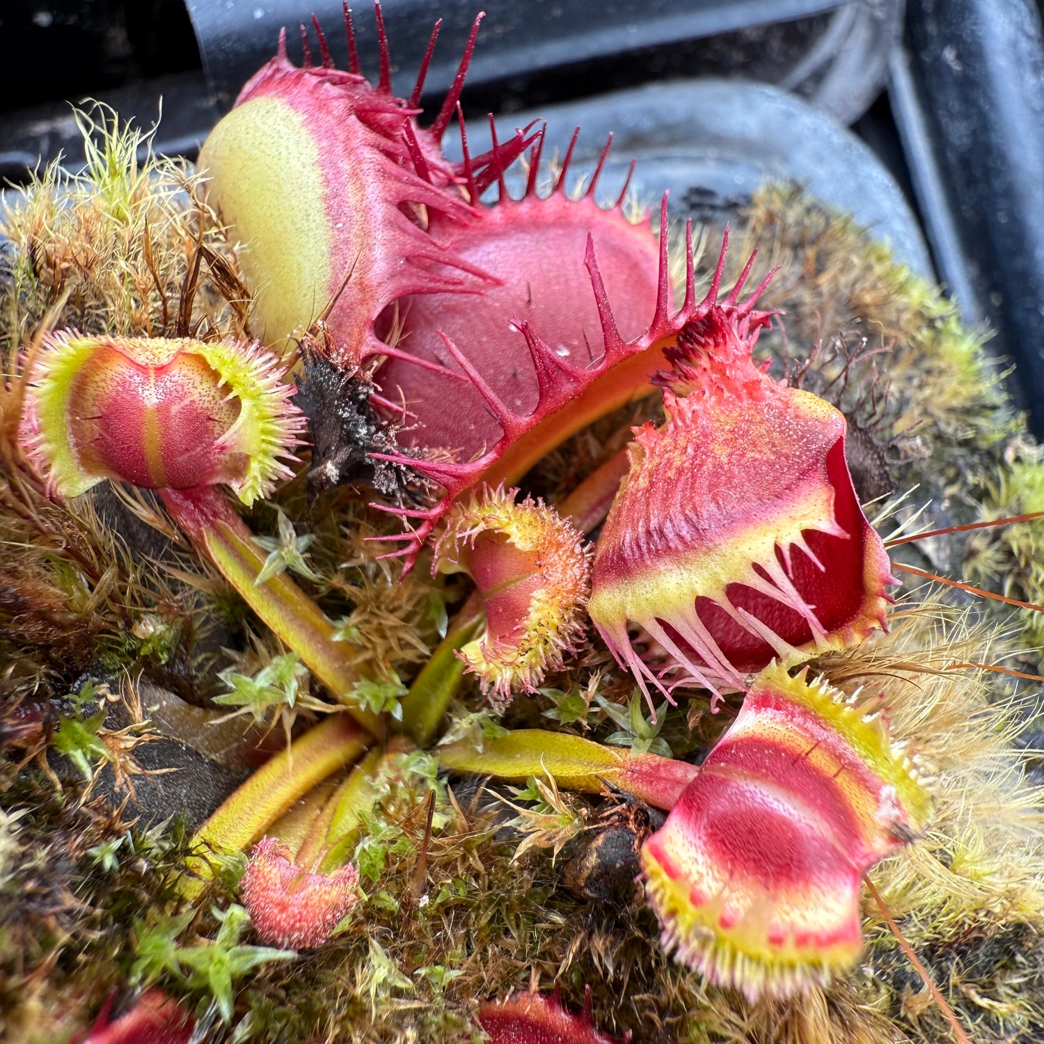 Dionaea m. “GJ Hedgehog” JH Potted
