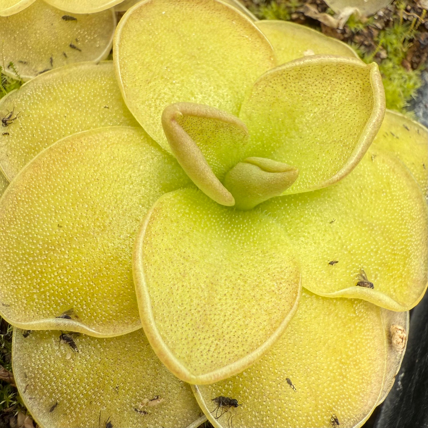 Pinguicula moranensis BARE ROOT