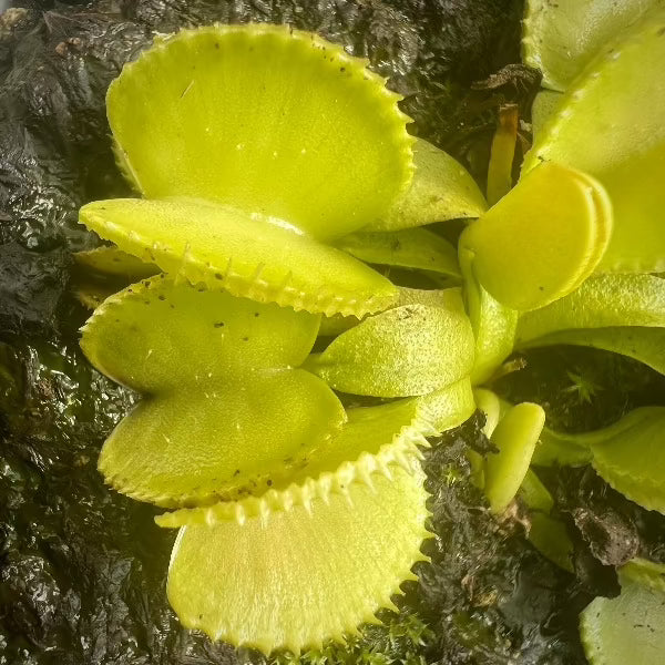 Dionaea green wizard