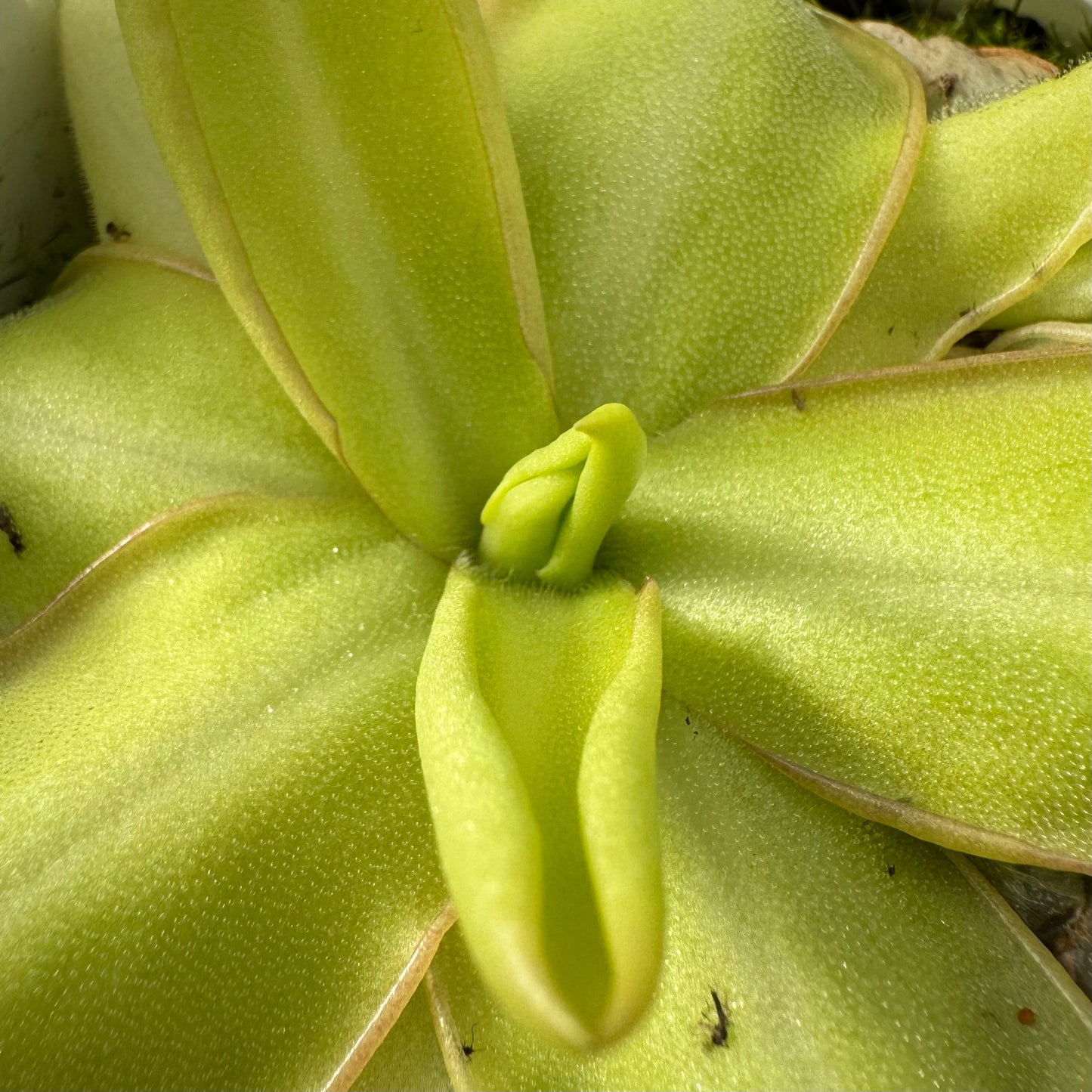 Pinguicula x “Cheshire Cat” BARE ROOT
