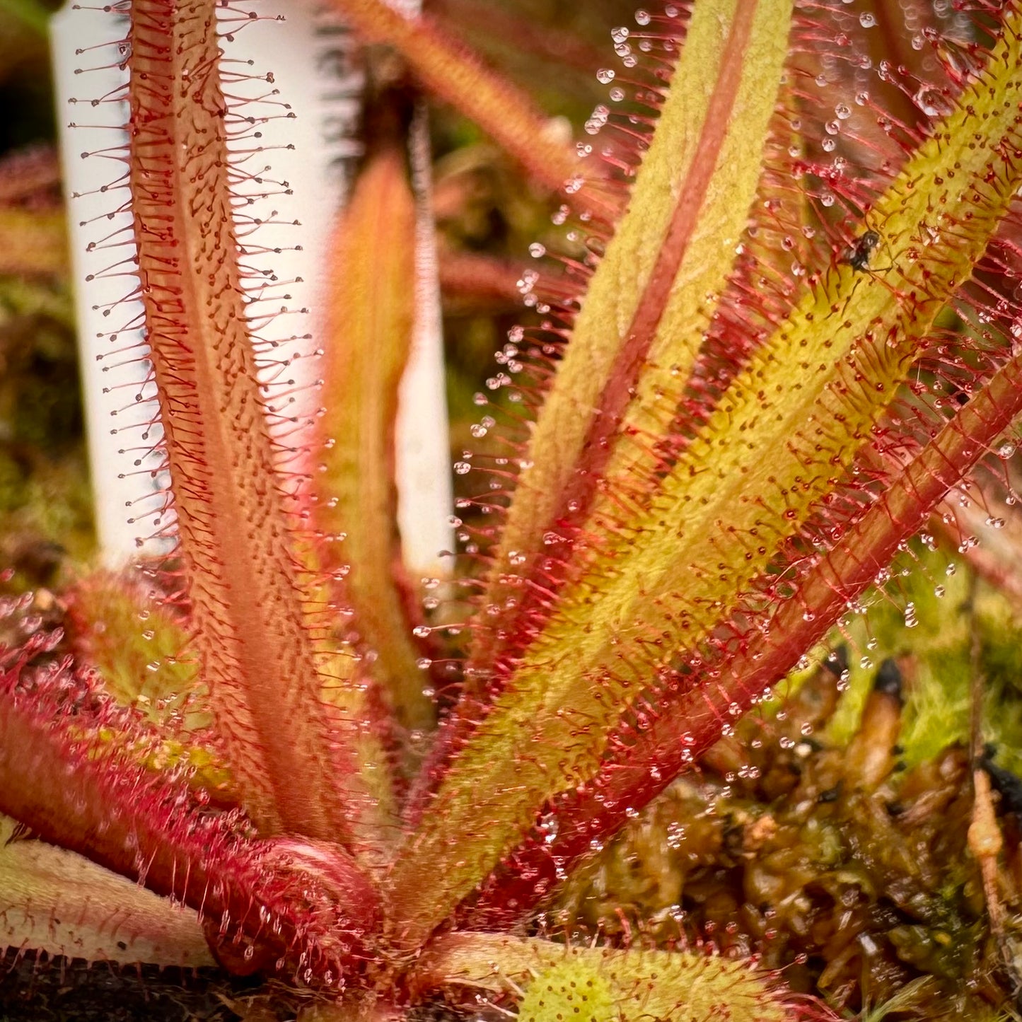 Drosera adelae Potted