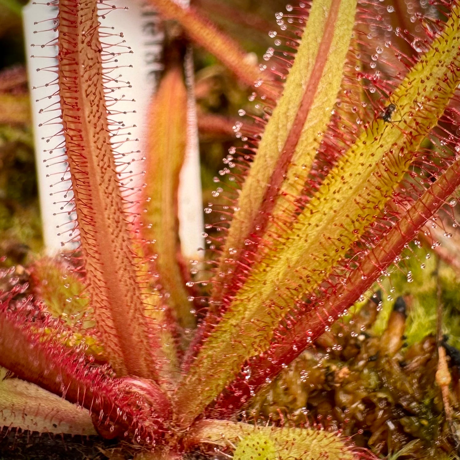 Drosera adelae Potted