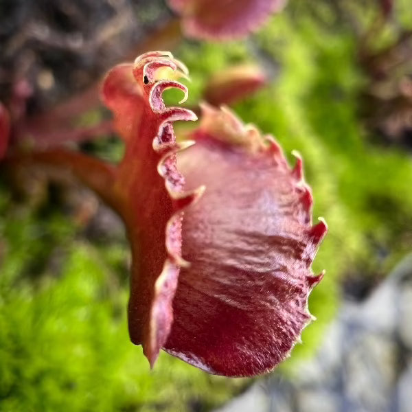 Dionaea AR Werewolf