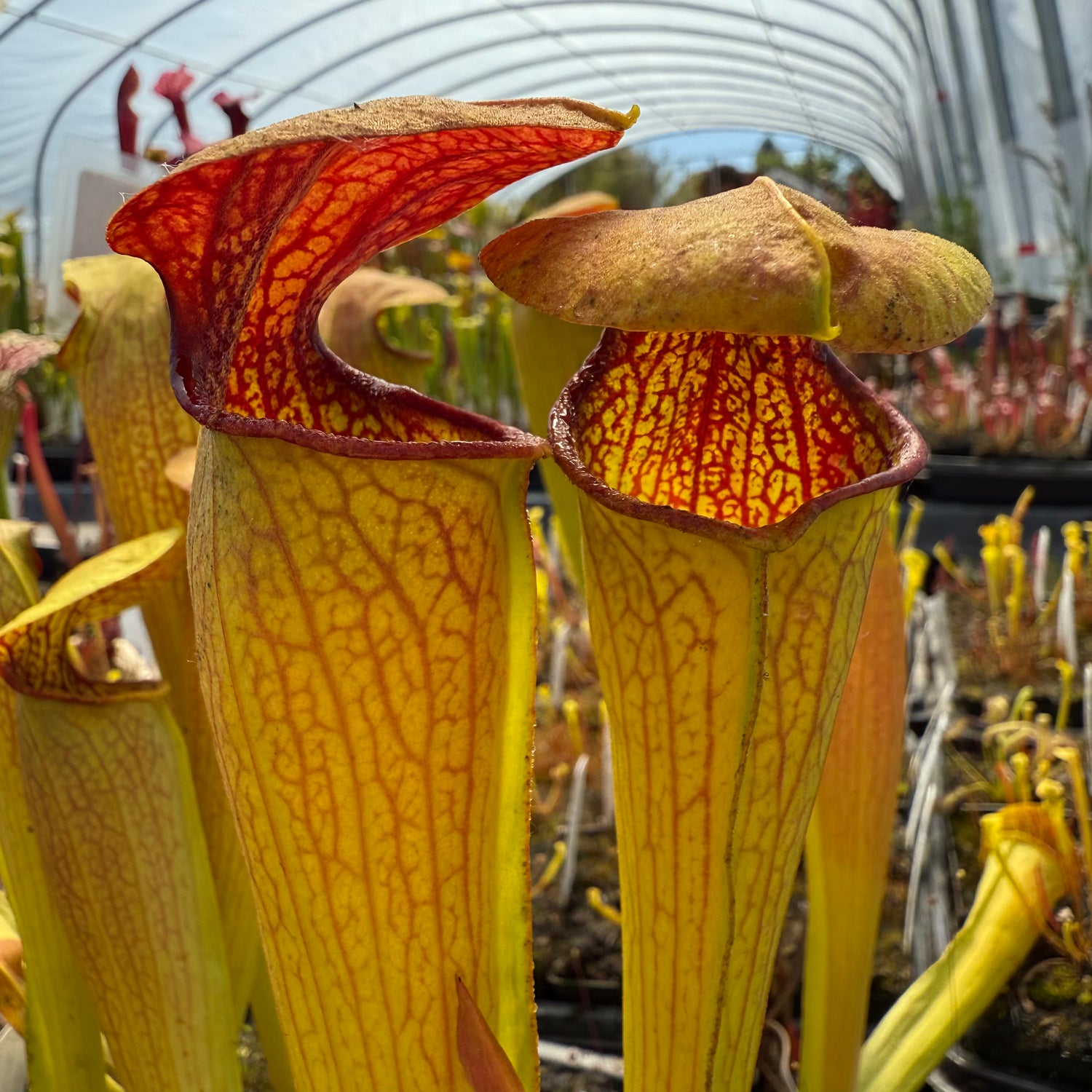 Sarracenia ( minor x oreophila ) x [( rubra x oreophila ) x flava var. rugelii] Potted