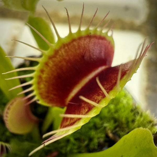 Dionaea Smog