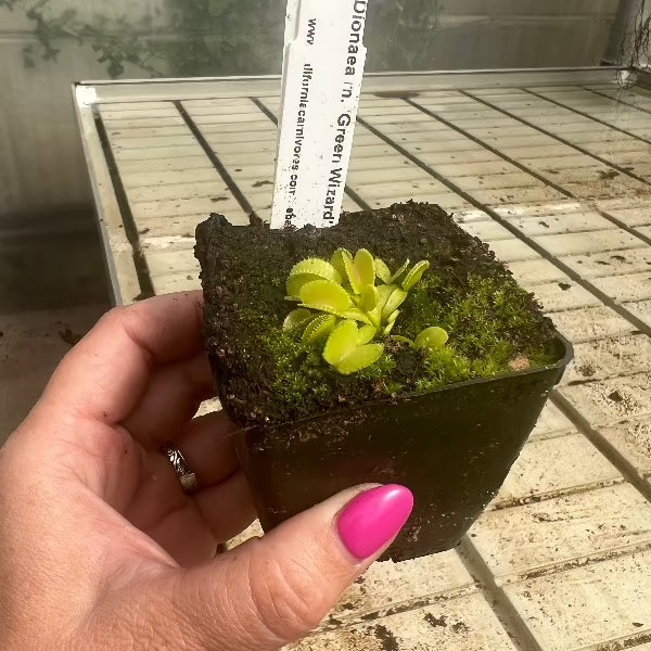 Dionaea green wizard