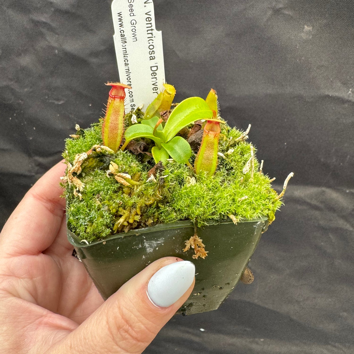 Nepenthes ventricosa “Denver” x edwardsiana CalCarn Seed-Grown Potted