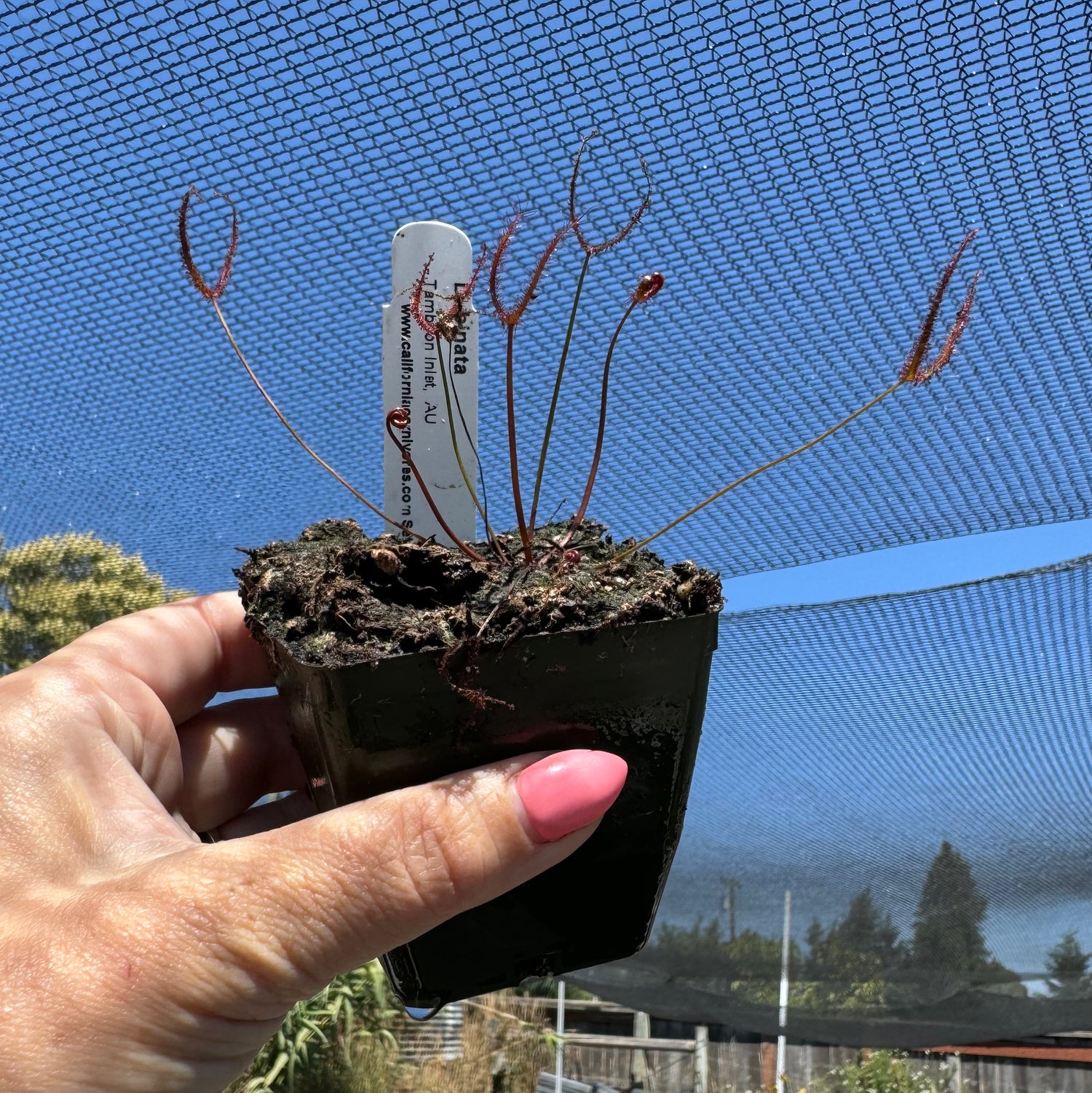 Drosera binata “Tamboon Inlet, AU” Potted