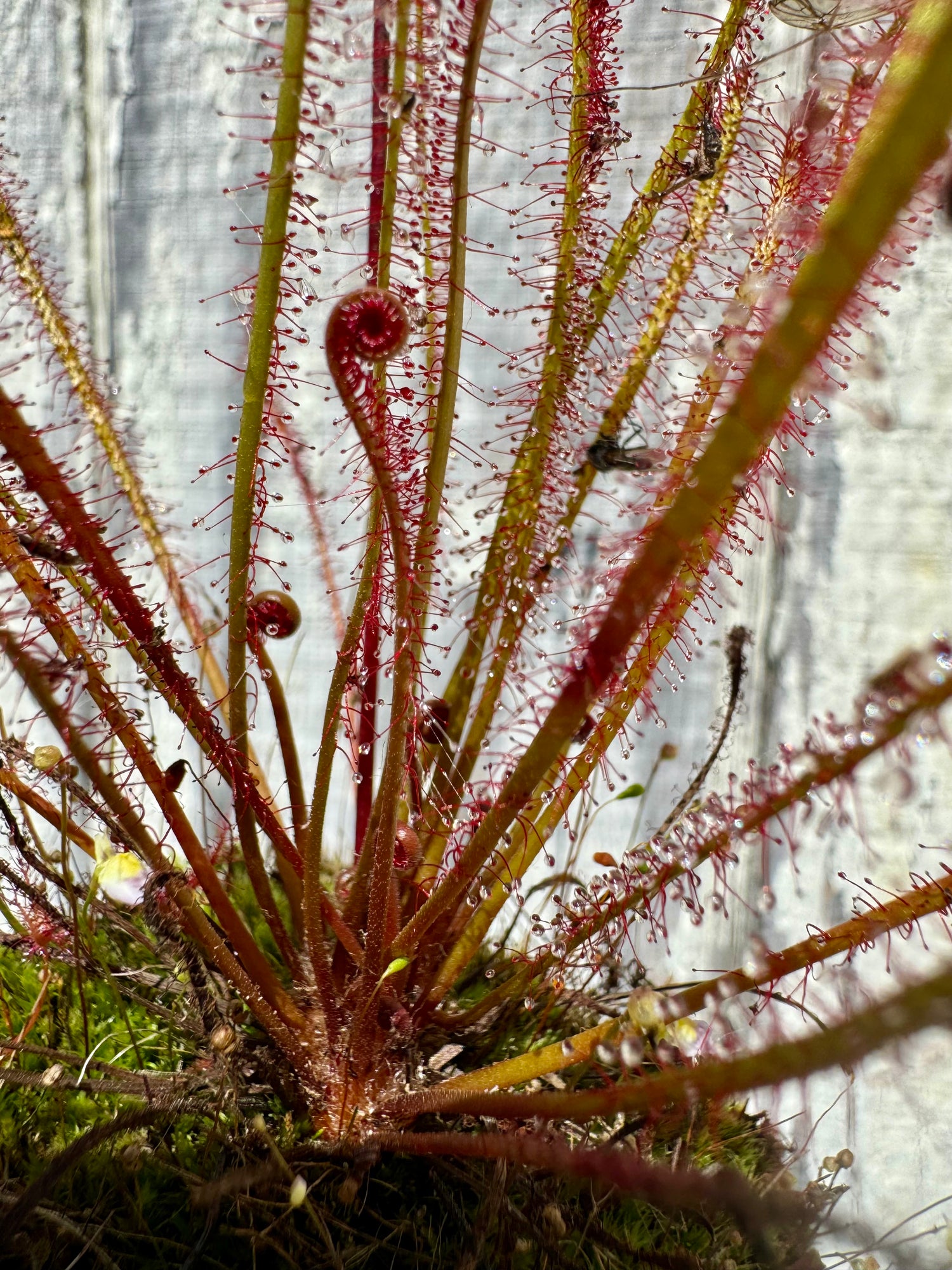 Drosera x "Southern Cross" Potted