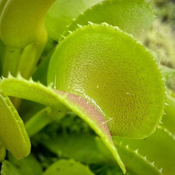 Dionaea Hypatia