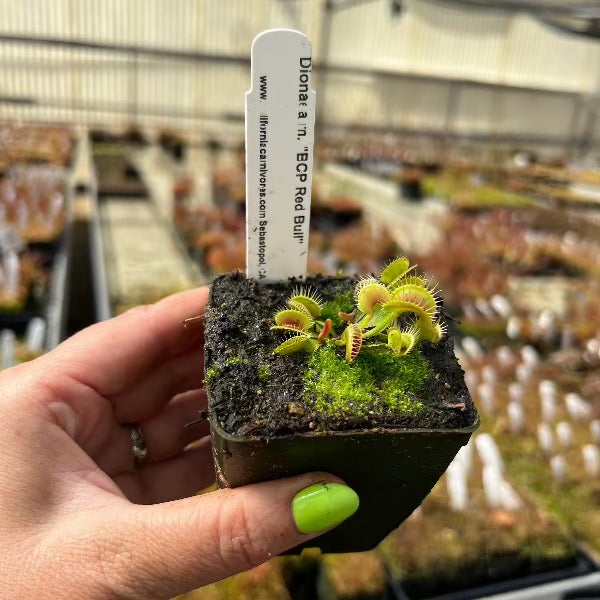 Dionaea Red Bull